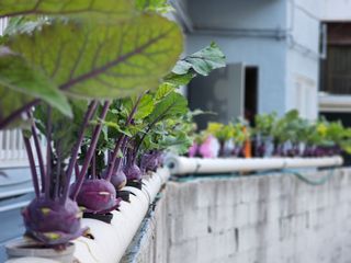 전병대님의 내 농사 경력 자랑하기 · 참여 작성글 사진