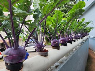 전병대님의 내 농사 경력 자랑하기 · 참여 작성글 사진