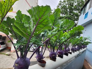 전병대님의 내 농사 경력 자랑하기 · 참여 작성글 사진