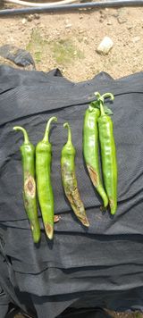 팜모닝 고추·병해충상담 게시글 이미지