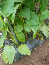 팜모닝 참깨·병해충상담 게시글 이미지