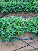 팜모닝 기타작물·병해충상담 게시글 이미지