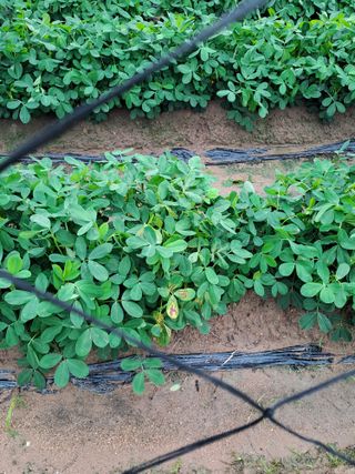 가물치님의 기타작물 · 병해충상담 작성글 사진