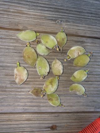 박대유님의 기타작물 · 병해충상담 작성글 사진