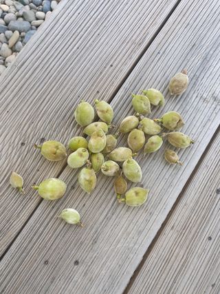 박대유님의 기타작물 · 병해충상담 작성글 사진