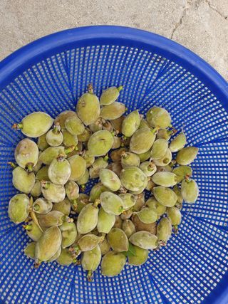 박대유님의 기타작물 · 병해충상담 작성글 사진