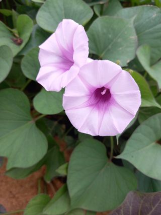 당진수농원박선이님의 자유주제 · 자유게시판 작성글 사진