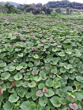 당진수농원박선이님의 자유주제 · 자유게시판 작성글 사진