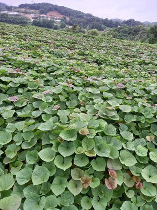 당진수농원박선이님의 자유주제 · 자유게시판 작성글 사진