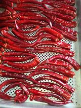 팜모닝 고추·시세•판로 게시글 이미지