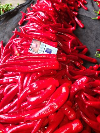 정해양님의 고추 · 시세•판로 작성글 사진