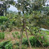 팜모닝 기타작물·영농일지 게시글 이미지