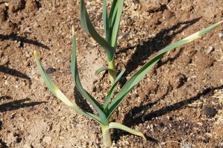 최훈님의 마늘 · 병해충상담 작성글 사진