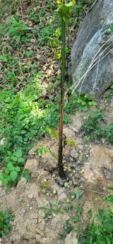 팜모닝 기타작물·병해충상담 게시글 이미지