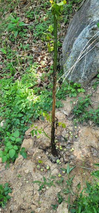 나관백님의 기타작물 · 병해충상담 작성글 사진