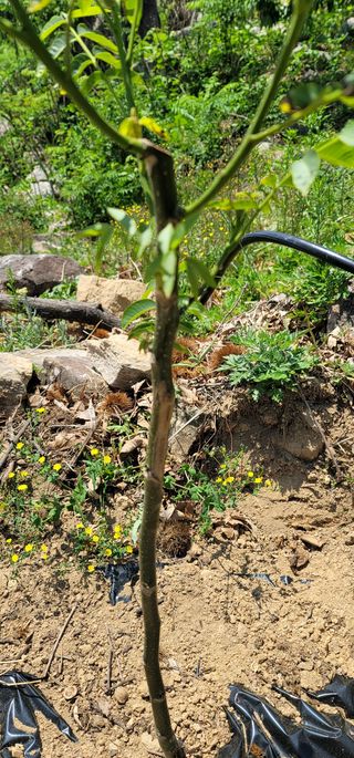 나관백님의 기타작물 · 병해충상담 작성글 사진