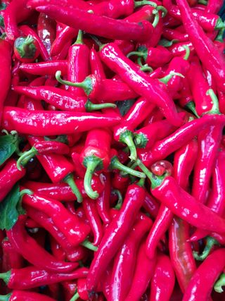 정상훈님의 고추 · 수확 작성글 사진