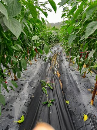 정상훈님의 고추 · 수확 작성글 사진