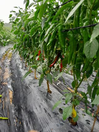 정상훈님의 고추 · 수확 작성글 사진