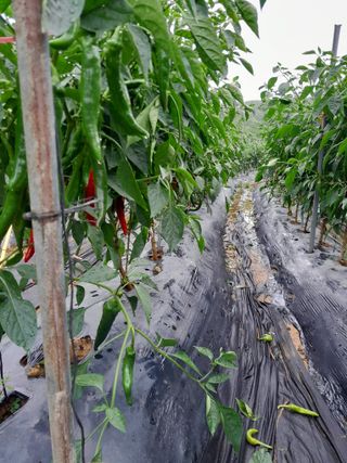 정상훈님의 고추 · 수확 작성글 사진