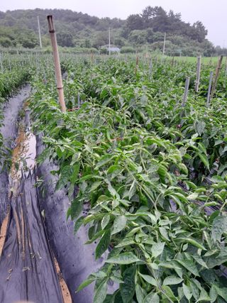 정상훈님의 고추 · 수확 작성글 사진