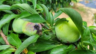 블랙타이거님의 자두 · 병해충상담 작성글 사진