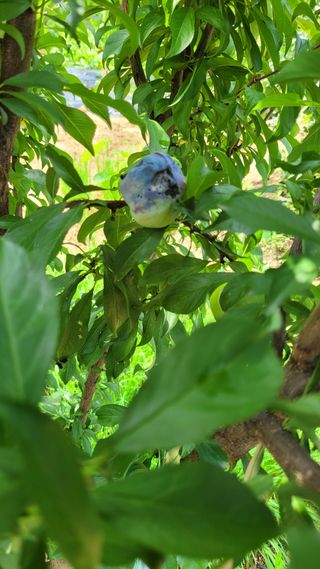 블랙타이거님의 자두 · 병해충상담 작성글 사진