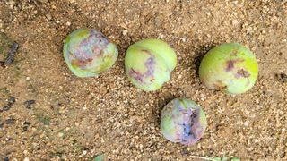 블랙타이거님의 자두 · 병해충상담 작성글 사진