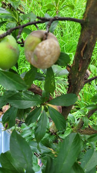 블랙타이거님의 자두 · 병해충상담 작성글 사진