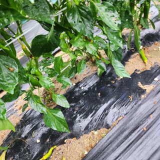 송동섭님의 내 농사 경력 자랑하기 · 참여 작성글 사진