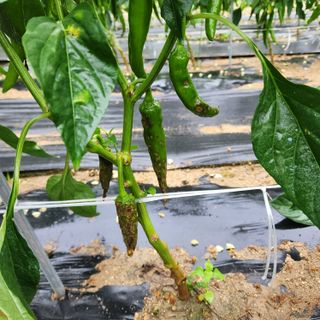 송동섭님의 내 농사 경력 자랑하기 · 참여 작성글 사진