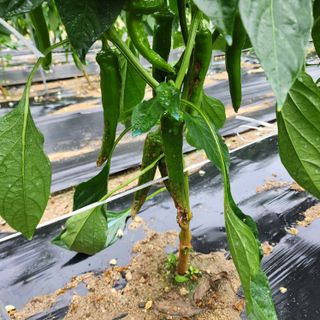 송동섭님의 내 농사 경력 자랑하기 · 참여 작성글 사진