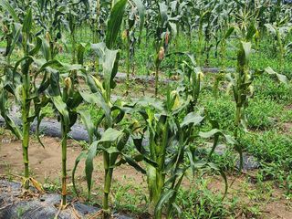 손정아님의 옥수수 · 자유게시판 작성글 사진