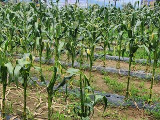 손정아님의 옥수수 · 자유게시판 작성글 사진