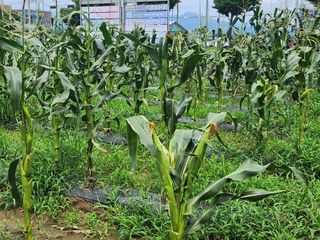 손정아님의 옥수수 · 자유게시판 작성글 사진