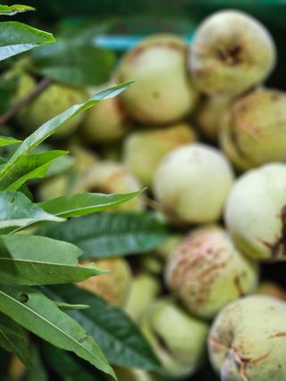 이영재님의 복숭아 · 자유게시판 작성글 사진