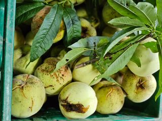 이영재님의 복숭아 · 자유게시판 작성글 사진