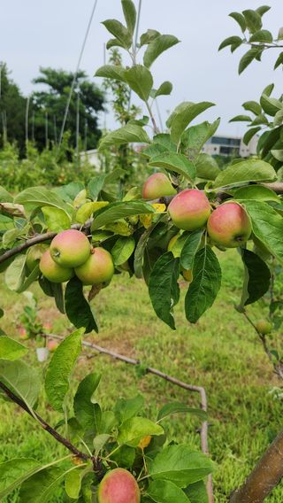 제부도그린농원님의 사과 · 비료•농약 작성글 사진