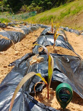 체게바라님의 옥수수 · 병해충상담 작성글 사진