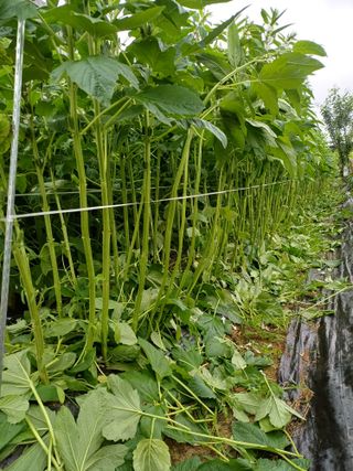 이철우님의 참깨 · 자유게시판 작성글 사진