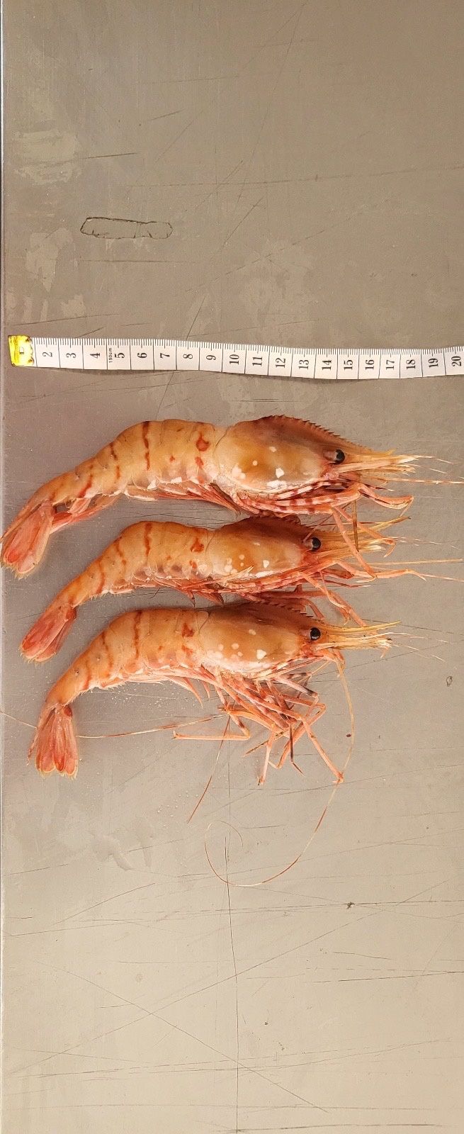 모어더더님의 장터 판매 상품 [국내산 최고급 독도새우 도화새우] 첨부 사진