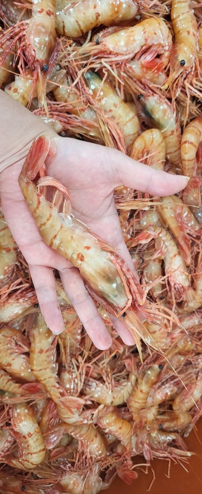 모어더더님의 장터 판매 상품 [국내산 최고급 독도새우 도화새우] 첨부 사진