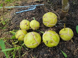 당근한개님의 배·품종•종자 작성글 사진