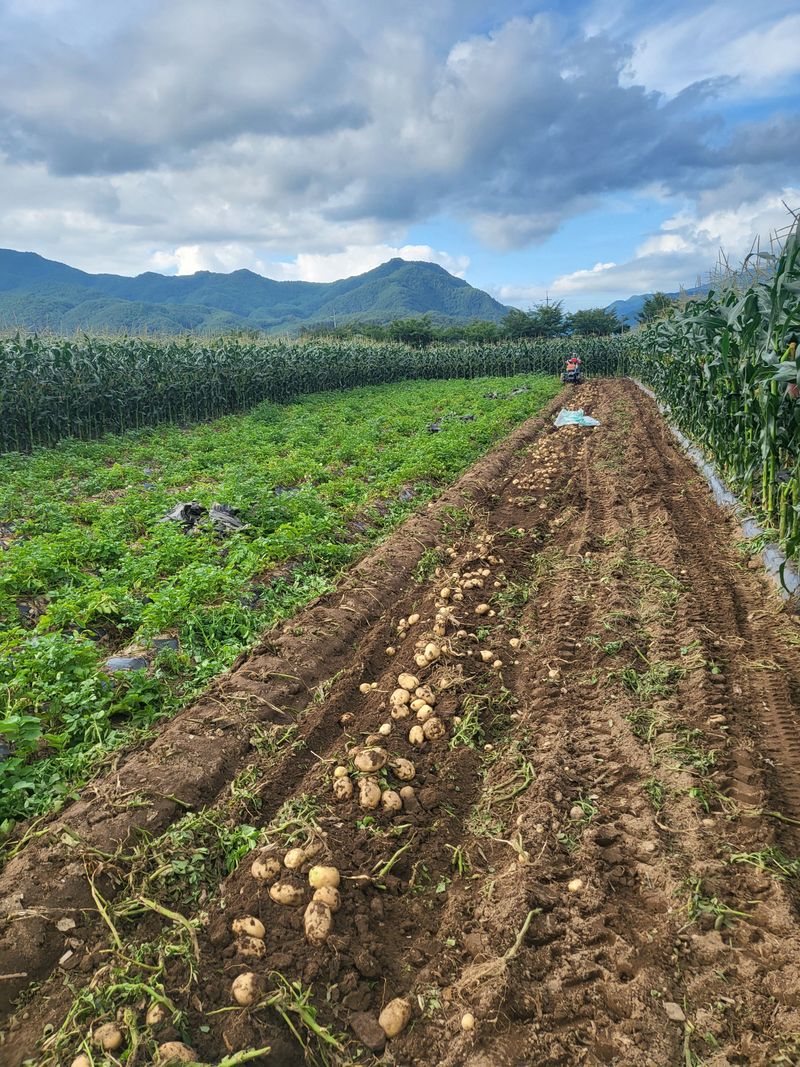 김두영님의 장터 판매 상품 [수미감자] 첨부 사진
