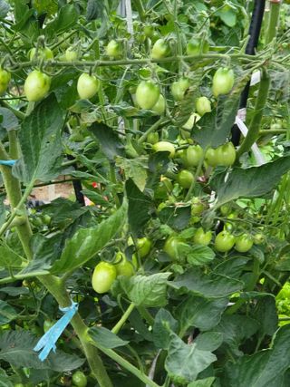 미강님의 토마토 · 일상 작성글 사진