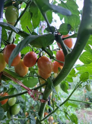 미강님의 토마토 · 일상 작성글 사진