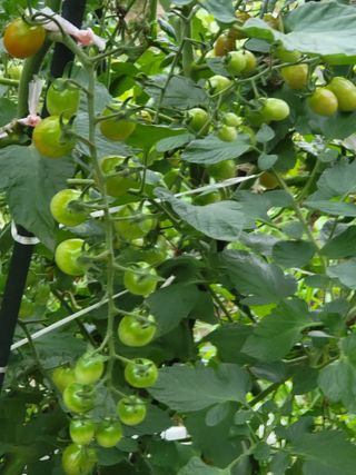 미강님의 토마토 · 일상 작성글 사진