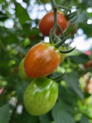 미강님의 토마토 · 일상 작성글 사진