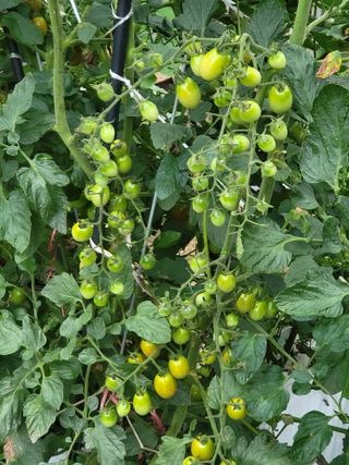 미강님의 토마토 · 일상 작성글 사진