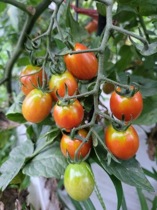 미강님의 토마토 · 일상 작성글 사진